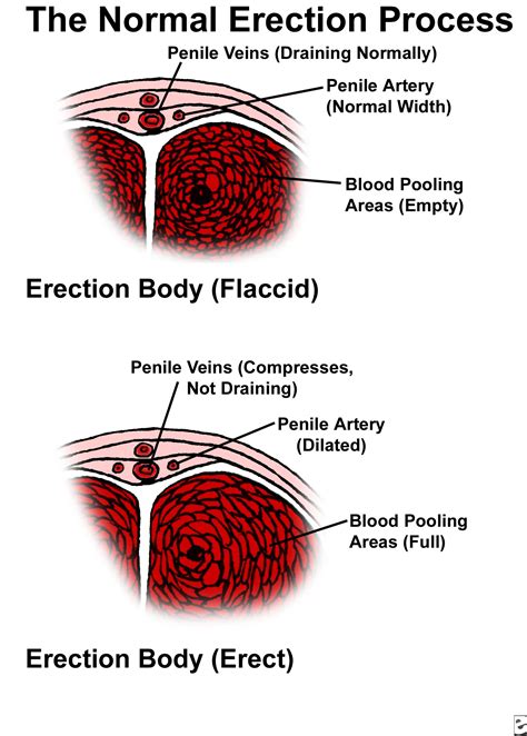 dick pis|Penis: Anatomy, Picture, Erection, and Ejaculation